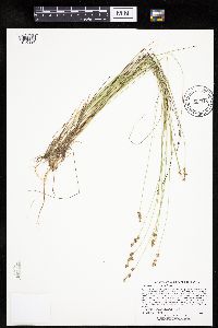 Carex echinata image