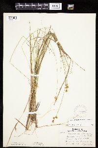 Carex echinata image
