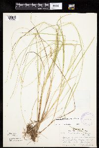 Carex echinata image