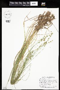 Carex echinata image