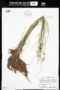 Carex echinata image