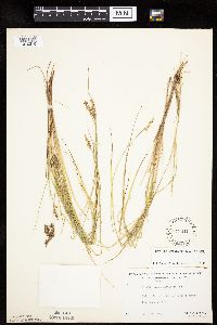 Carex echinata image