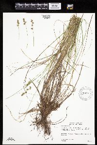 Carex echinata image