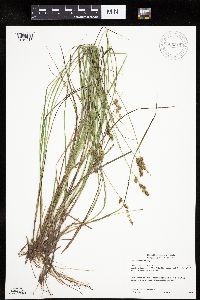 Carex echinata image