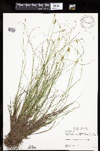 Carex echinata image