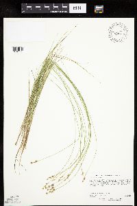 Carex echinata image