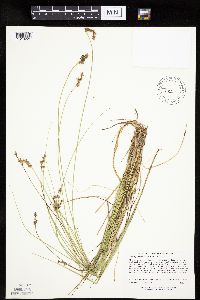 Carex echinata image