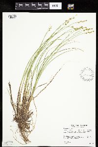 Carex echinata image