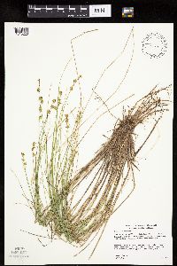 Carex echinata image