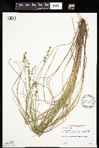 Carex echinata subsp. echinata image