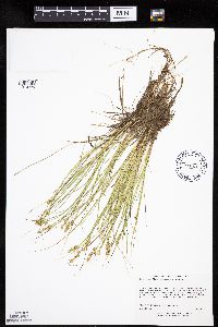 Carex echinata image