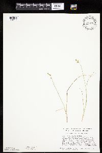 Carex echinata image