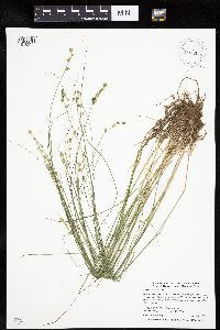 Carex echinata image