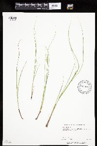 Carex echinata image