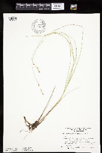 Carex echinata image