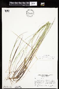 Carex echinata image