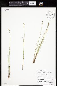 Carex echinata image