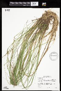 Carex echinata image