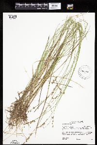 Carex echinata image