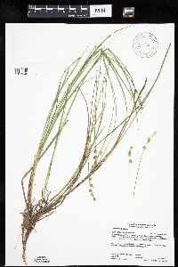 Carex echinata image