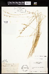 Carex echinata image
