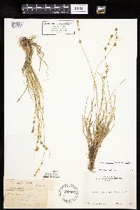 Carex echinata image