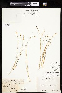 Carex echinata image