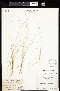 Carex echinata image