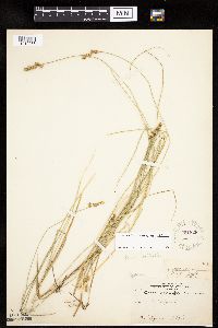Carex echinata image
