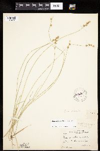 Carex echinata image