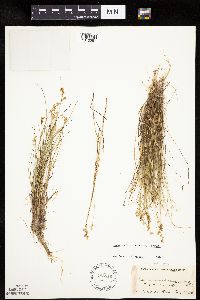 Carex echinata image