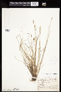 Carex echinata image