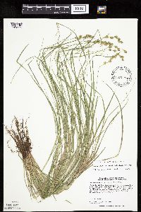 Carex echinodes image