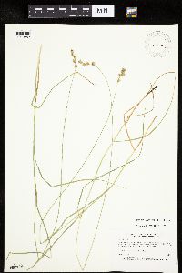 Carex echinodes image