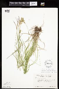 Carex echinodes image