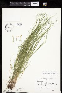 Carex echinodes image