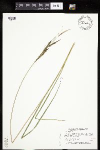 Carex emoryi image