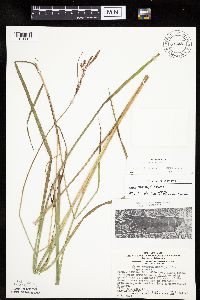 Carex emoryi image