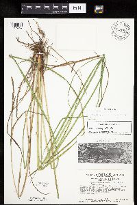 Carex emoryi image
