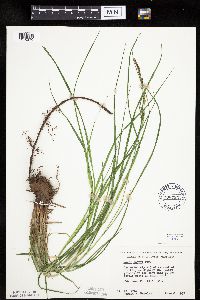 Carex emoryi image