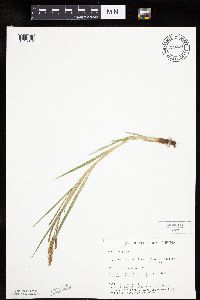 Carex emoryi image