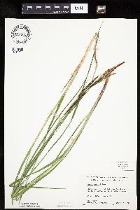 Carex emoryi image