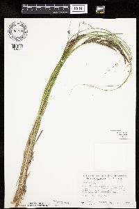Carex emoryi image