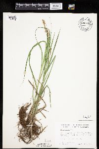 Carex emoryi image