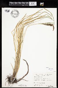 Carex emoryi image