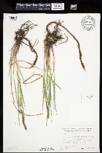 Carex emoryi image