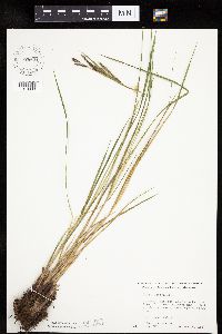 Carex emoryi image