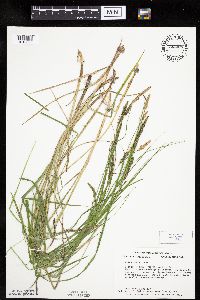 Carex emoryi image