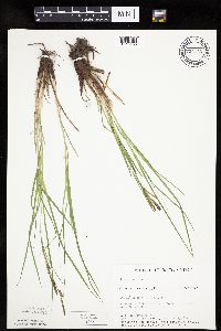 Carex emoryi image