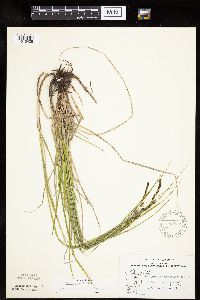 Carex emoryi image